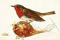 Erithacus rubecula Painting by Nikolaj Peters