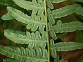 Pteridium aquilinum