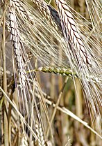 Triticum turgidum