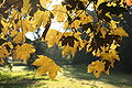 Acer pseudoplatanus 'Atropurpureum'