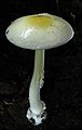 Amanita albocreata