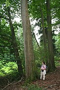 Castanea dentata JPG1b.jpg