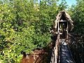 Mangrove, Caye Caulker Forest Reserve