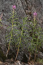 Epilobium angustifolium