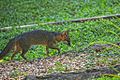 Grey Fox (Urocyon cinereoargenteus)