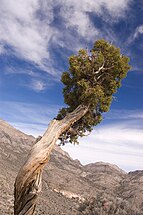 Juniperus osteosperma