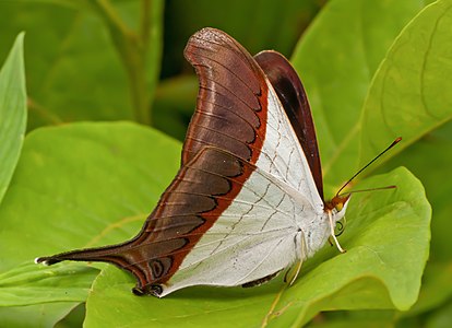 Marpesia zerynthia (Waiter Daggerwing)