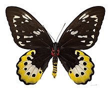 Museum specimen ♂ △ - Ventral side