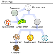 Plastids types ru.svg