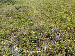 Restinga na Área de Proteção Ambiental de Guadalupe ( APA de Guadalupe ) – Pernambuco, Brasil – Eric Bem dos Santos ( 2019 ) – 3.jpg