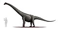 Rinconsaurus