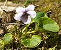 Viola palustris