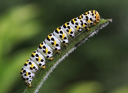 Shargacucullia scrophulariae (Water Betony), caterpillar