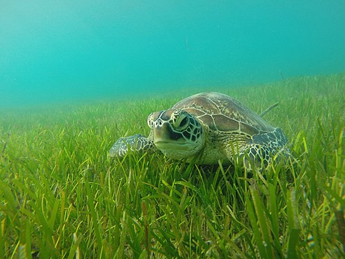 Turtle Great Barrier Reef -- User:Danjgi