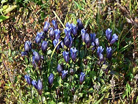 Gentiana calycosa