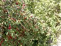 Tree in fruit, Turkey