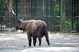 Mishmi-Takin-6.jpg