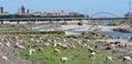 Grazing sheep in the Centa riverbed