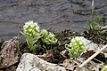 Petasites albus