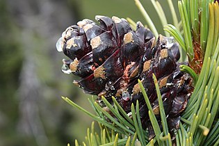   Pinus albicaulis