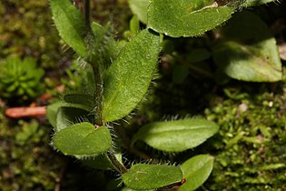 Veronica wormskjoldii