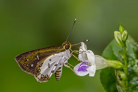 White-winged forest sylph (Ceratrichia nothus nothus) underside Nyamebe Bepo