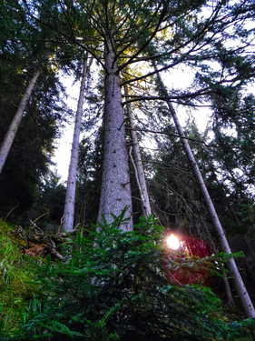 Wood in Val Venosta in Italy