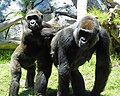 Gorillas at SD Zoo