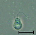 Codosiga sp cell at late stages of the life cycle