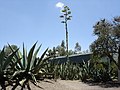 Agave sp., Mexico