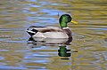 Male mallard