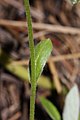 Antennaria racemosa