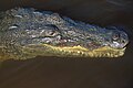 American crocodile (Crocodylus acutus), Caye Caulker Forest Reserve