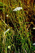 Daucus carota L. (8070446454).jpg