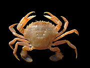 Liocarcinus holsatus