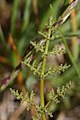 Lomatium canbyi