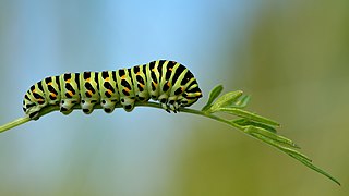 Papilio machaon - Daucus carota - Keila.jpg