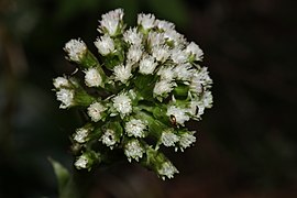 Petasites frigidus 1913.JPG