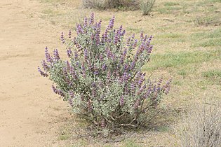 Salvia dorrii