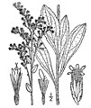 Solidago radula