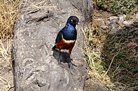 A Hildebrandt's starling bird in the Serengeti National Park