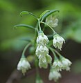 Vaccinium stamineum (deerberry)