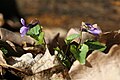 Viola reichenbachiana