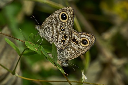 Ypthima baldus (Common Five-ring)