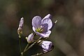 Cardamine nuttallii