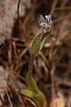 Myosotis discolor