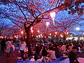 Hanami in Tsuruma Park