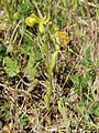 Ophrys speculum var. lutescens Spain - Mallorca