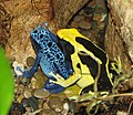 Dendrobates tinctorius var. Azureus (left) and Dendrobates tinctorius var. Regina (right)