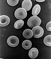 Red blood cells (eritrociti). Vedi it.Wikipedia Eritrociti